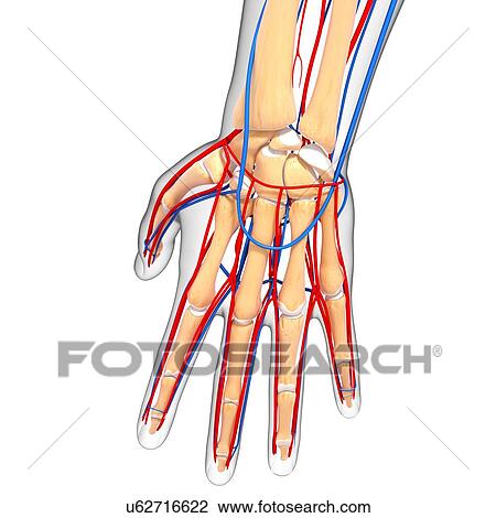 Hand anatomy, artwork View Large Illustration Drawing - Hand anatomy, artwork. Fotosearch