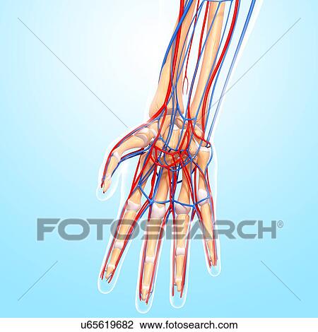 Hand anatomy, artwork View Large Illustration Drawing - Hand anatomy, artwork. Fotosearch