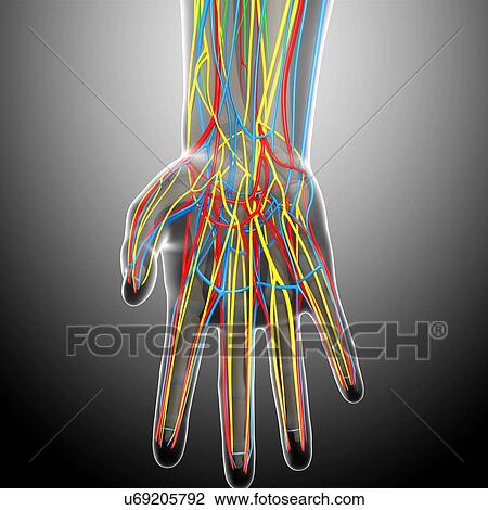 Hand anatomy, artwork View Large Illustration Drawing - Hand anatomy, artwork. Fotosearch