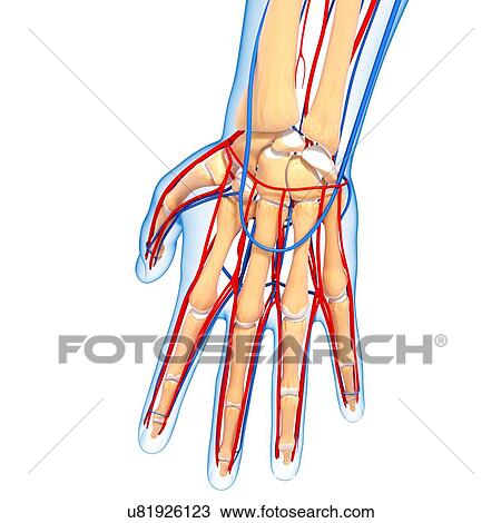 Drawing - Hand anatomy, artwork. Fotosearch