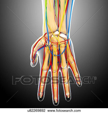 Drawing - Hand anatomy, artwork. Fotosearch
