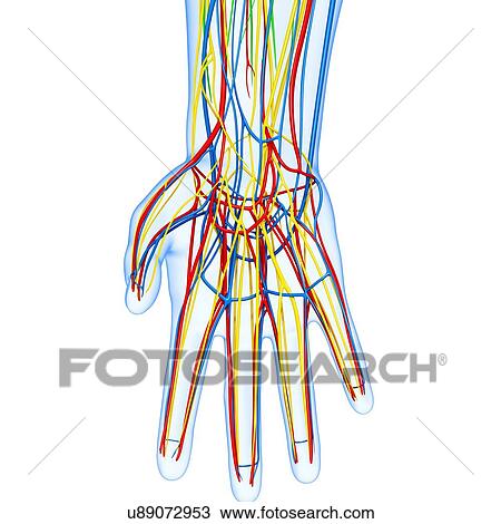 Drawing - Hand anatomy, artwork. Fotosearch