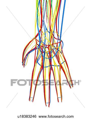 Stock Illustration - Hand anatomy, artwork. Fotosearch