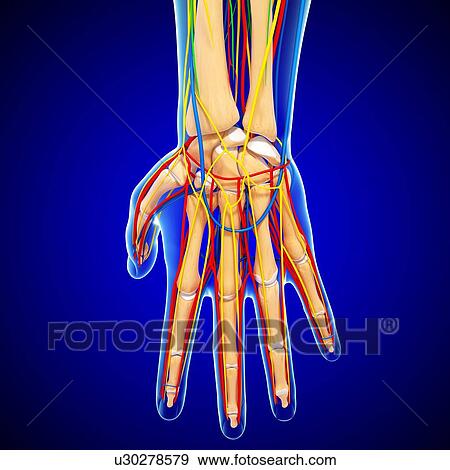 Stock Illustration - Hand anatomy, artwork. Fotosearch