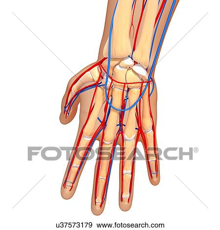 Stock Illustration - Hand anatomy, artwork. Fotosearch
