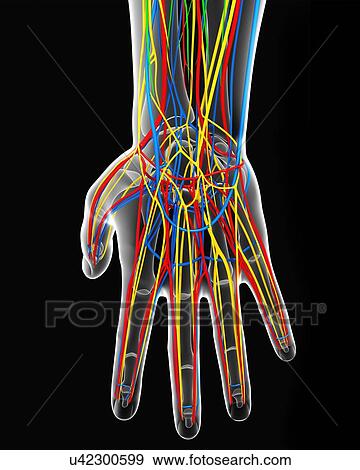 Hand anatomy, artwork View Large Illustration Stock Illustration - Hand anatomy, artwork. Fotosearch