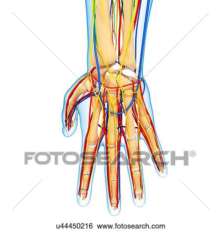 Hand anatomy, artwork View Large Illustration Stock Illustration - Hand anatomy, artwork. Fotosearch