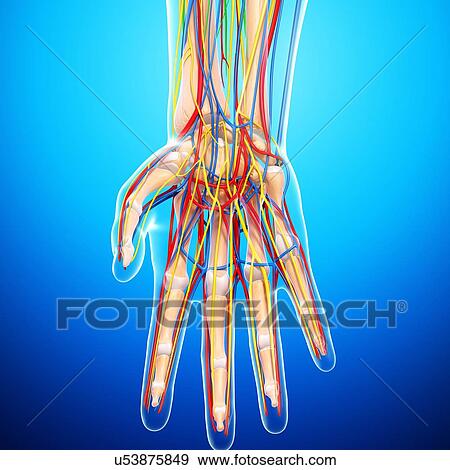 Hand anatomy, artwork View Large Illustration Stock Illustration - Hand anatomy, artwork. Fotosearch
