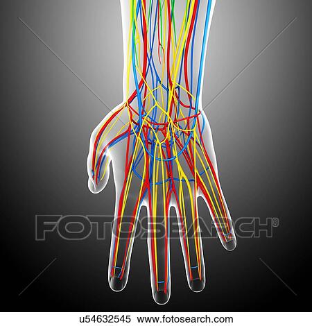 Stock Illustration - Hand anatomy, artwork. Fotosearch