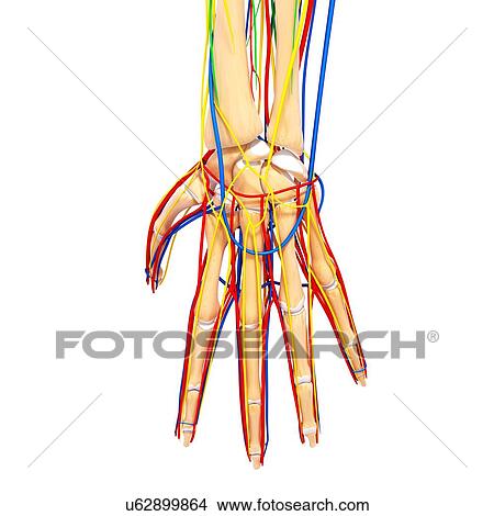 Stock Illustration - Hand anatomy, artwork. Fotosearch