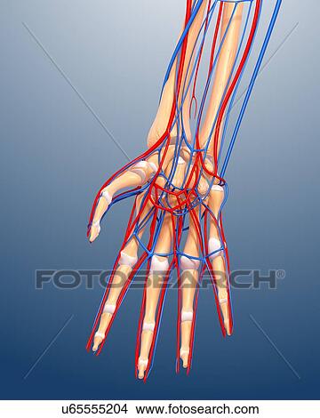 Hand anatomy, artwork View Large Illustration Stock Illustration - Hand anatomy, artwork. Fotosearch