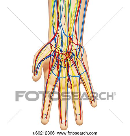Hand anatomy, artwork View Large Illustration Stock Illustration - Hand anatomy, artwork. Fotosearch