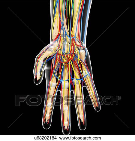Stock Illustration - Hand anatomy, artwork. Fotosearch