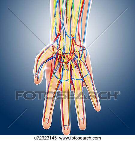 Hand anatomy, artwork View Large Illustration Stock Illustration - Hand anatomy, artwork. Fotosearch