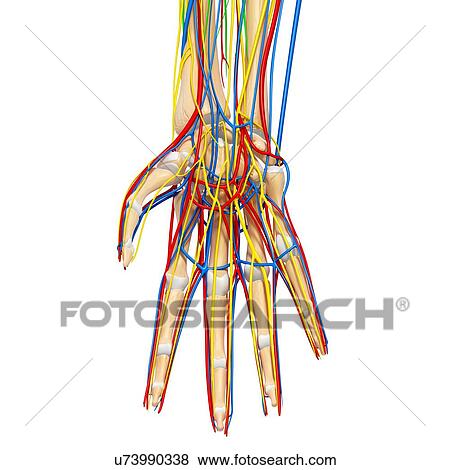 Hand anatomy, artwork View Large Illustration Stock Illustration - Hand anatomy, artwork. Fotosearch