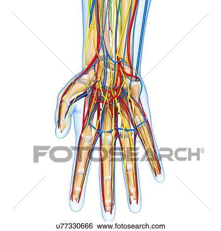 Stock Illustration - Hand anatomy, artwork. Fotosearch