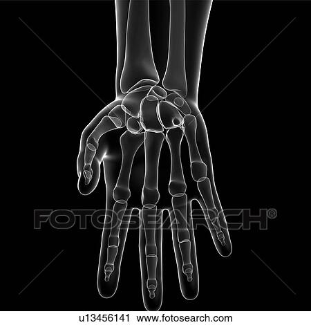Hand bones, artwork View Large Illustration Clip Art - Hand bones, artwork. Fotosearch