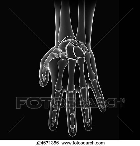Hand bones, artwork View Large Illustration Stock Illustration - Hand bones, artwork. Fotosearch