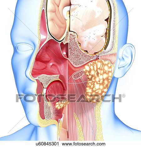 Head anatomy, artwork View Large Illustration Clip Art - Head anatomy, artwork. Fotosearch