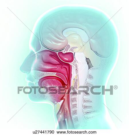 Clipart - Head anatomy, artwork. Fotosearch