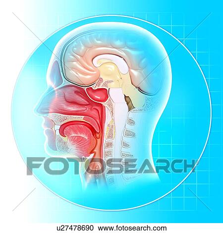 Head anatomy, artwork View Large Illustration Clipart - Head anatomy, artwork. Fotosearch