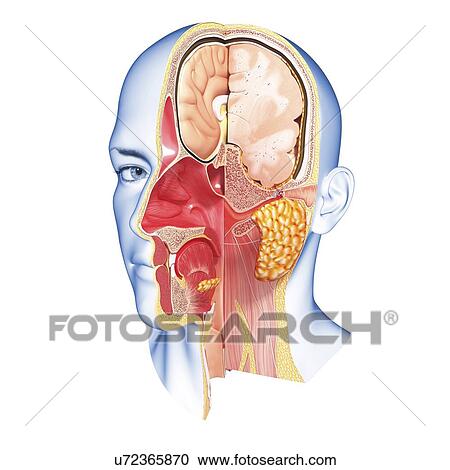 Head anatomy, artwork View Large Illustration Clipart - Head anatomy, artwork. Fotosearch