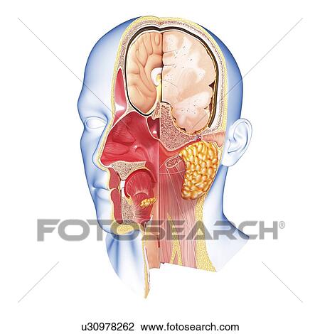 Head anatomy, artwork View Large Illustration Drawing - Head anatomy, artwork. Fotosearch