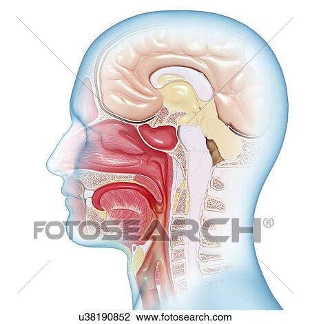 Drawing - Head anatomy, artwork. Fotosearch