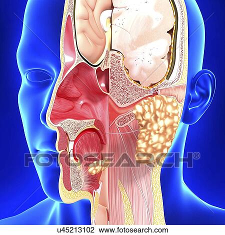 Drawing - Head anatomy, artwork. Fotosearch