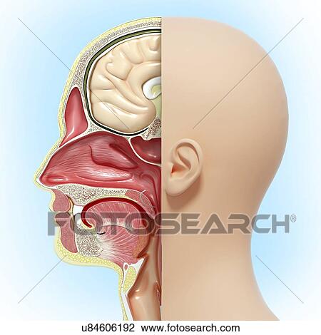 Drawing - Head anatomy, artwork. Fotosearch