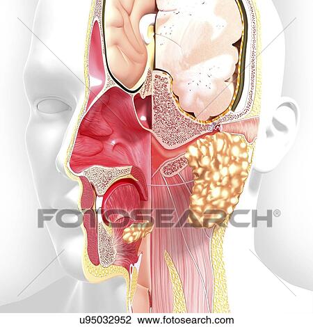 Head anatomy, artwork View Large Illustration Drawing - Head anatomy, artwork. Fotosearch