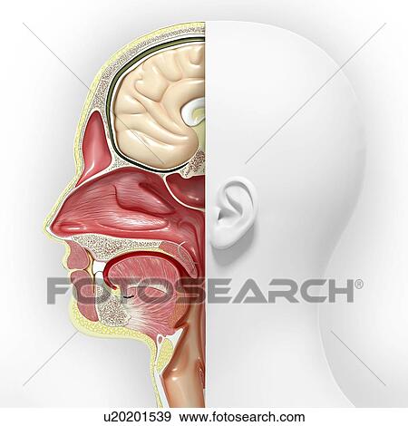 Head anatomy, artwork View Large Illustration Stock Illustration - Head anatomy, artwork. Fotosearch