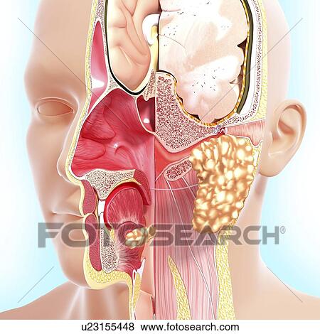 Head anatomy, artwork View Large Illustration Stock Illustration - Head anatomy, artwork. Fotosearch