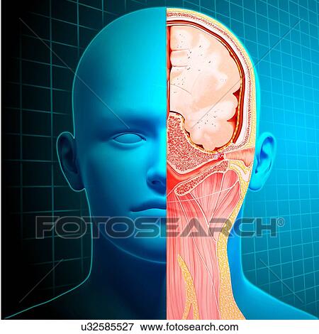 Head anatomy, artwork View Large Illustration Stock Illustration - Head anatomy, artwork. Fotosearch