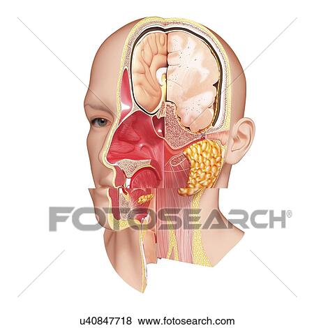 Head anatomy, artwork View Large Illustration Stock Illustration - Head anatomy, artwork. Fotosearch