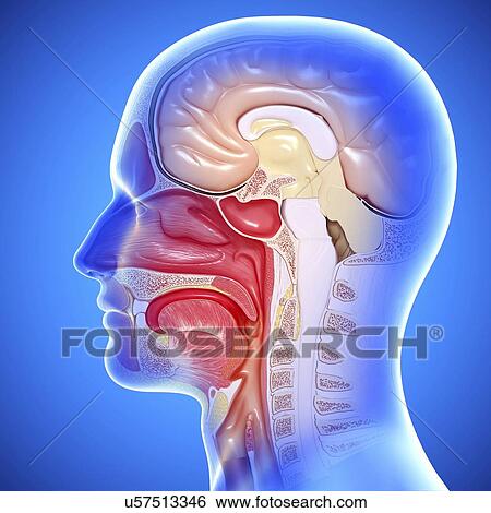 Head anatomy, artwork View Large Illustration Stock Illustration - Head anatomy, artwork. Fotosearch