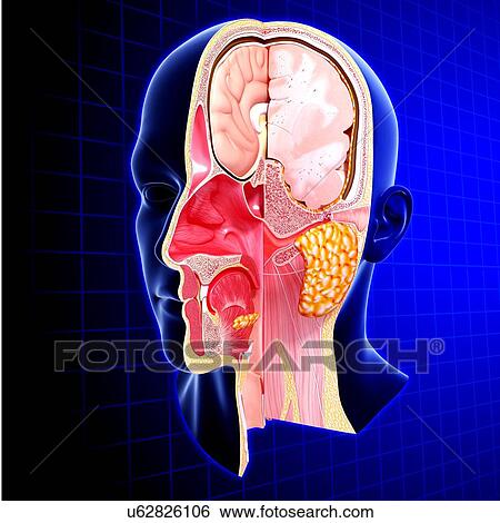 Stock Illustration - Head anatomy, artwork. Fotosearch