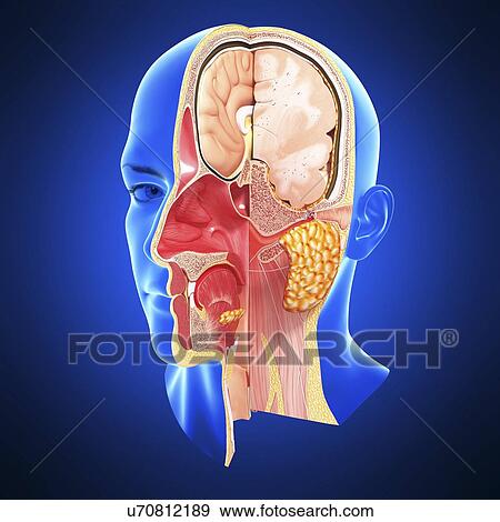 Head anatomy, artwork View Large Illustration Stock Illustration - Head anatomy, artwork. Fotosearch