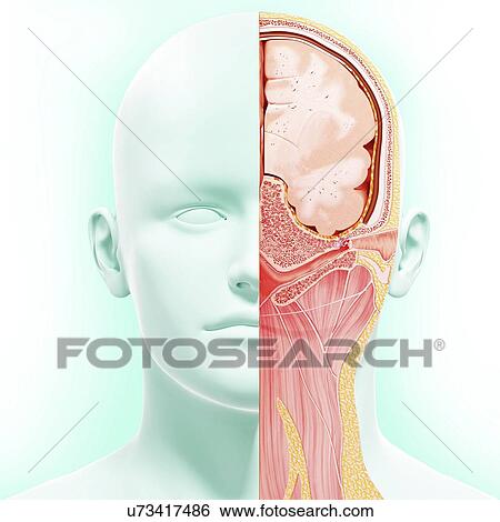 Head anatomy, artwork View Large Illustration Stock Illustration - Head anatomy, artwork. Fotosearch