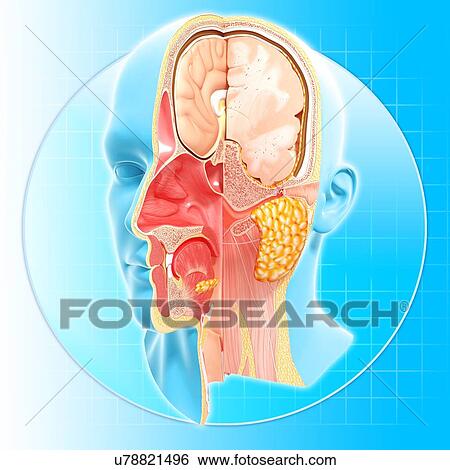 Stock Illustration - Head anatomy, artwork. Fotosearch