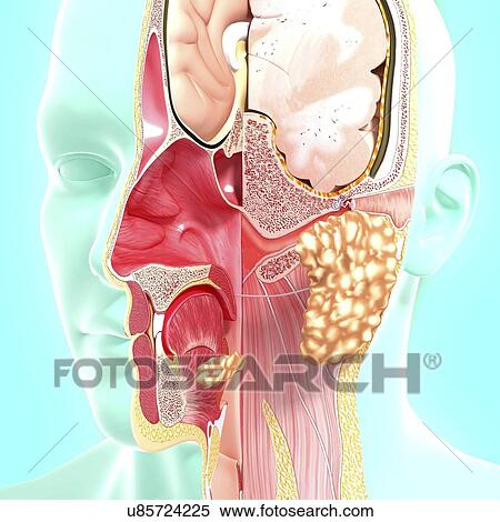 Head anatomy, artwork View Large Illustration Stock Illustration - Head anatomy, artwork. Fotosearch
