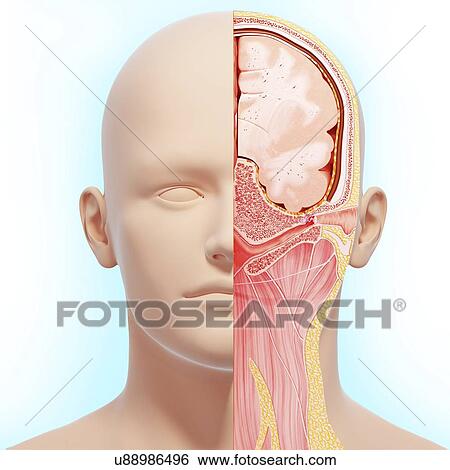 Head anatomy, artwork View Large Illustration Stock Illustration - Head anatomy, artwork. Fotosearch