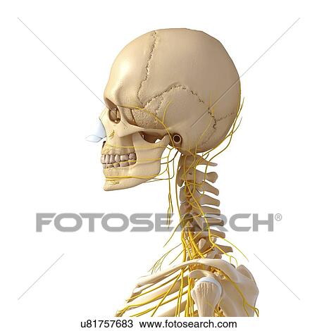 Drawing - Head and neck anatomy, artwork. Fotosearch