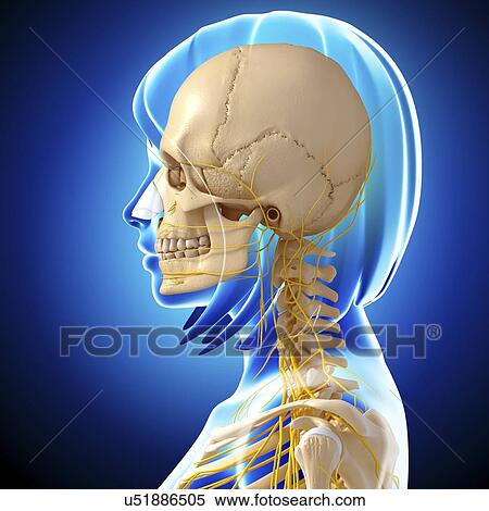 Stock Illustration - Head and neck anatomy, artwork. Fotosearch