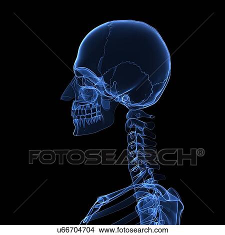 Stock Illustration - Head and neck bones, artwork. Fotosearch