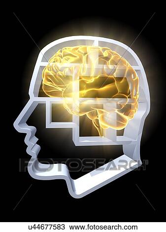 Head profile with brain compartments View Large Illustration Drawing - Head profile with brain compartments. Fotosearch