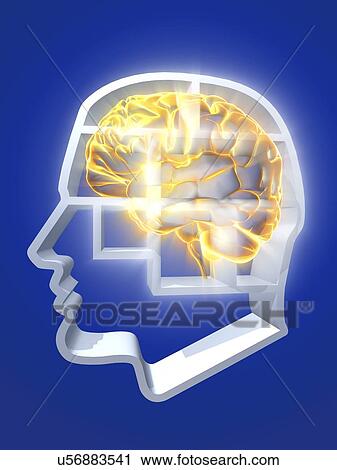 Head with brain, compartments, artwork View Large Illustration Clip Art - Head with brain, compartments, artwork. Fotosearch