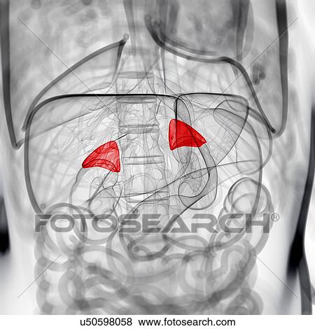 Healthy adrenal glands, artwork View Large Illustration Stock Illustration - Healthy adrenal glands, artwork. Fotosearch
