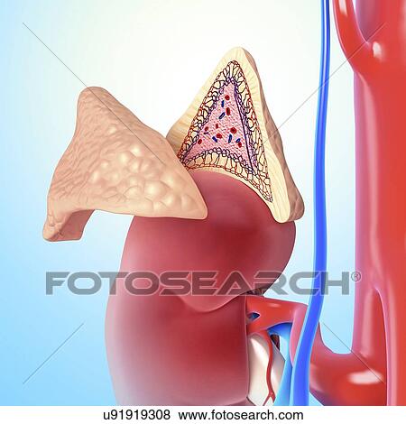 Healthy adrenal glands, artwork View Large Illustration Stock Illustration - Healthy adrenal glands, artwork. Fotosearch
