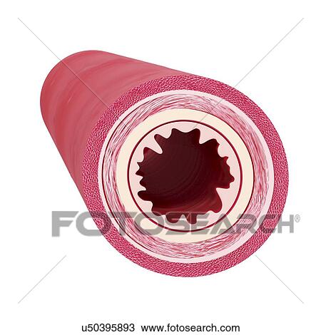 Healthy artery, artwork View Large Illustration Drawing - Healthy artery, artwork. Fotosearch
